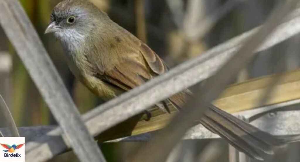 Jerdon’s Babbler
