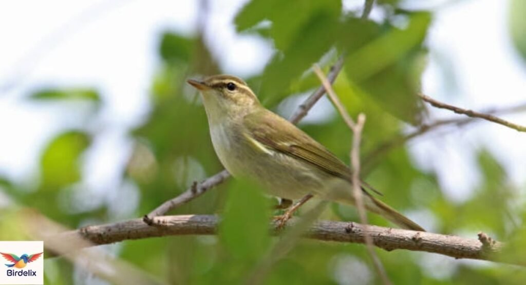 Kamchatka Leaf Warbler