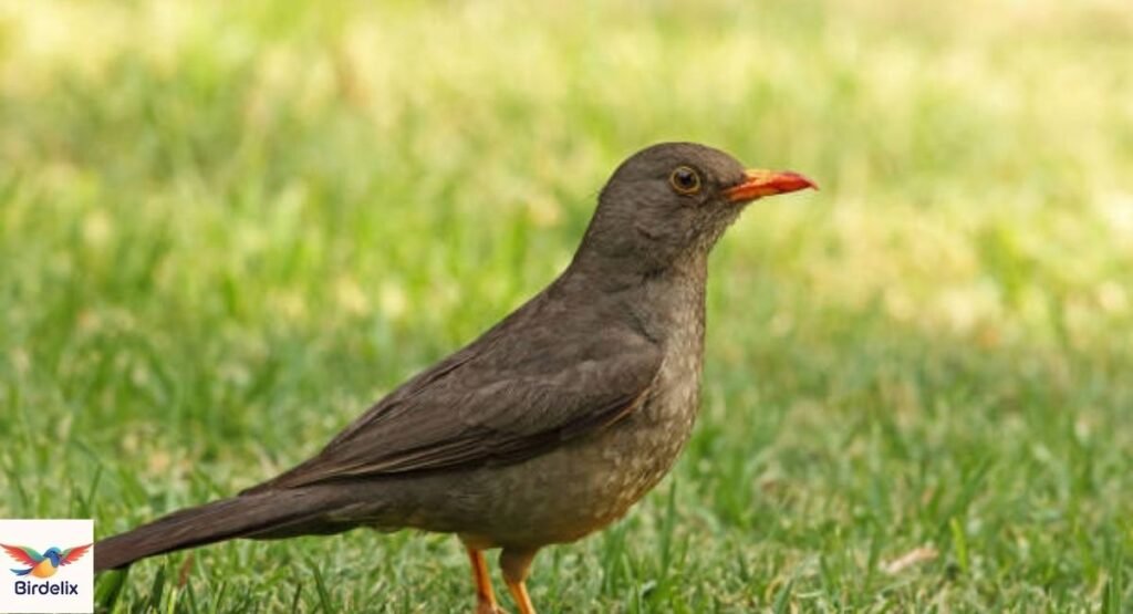 Karoo Thrush