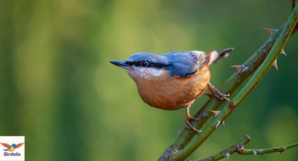 Kashmir Nuthatch
