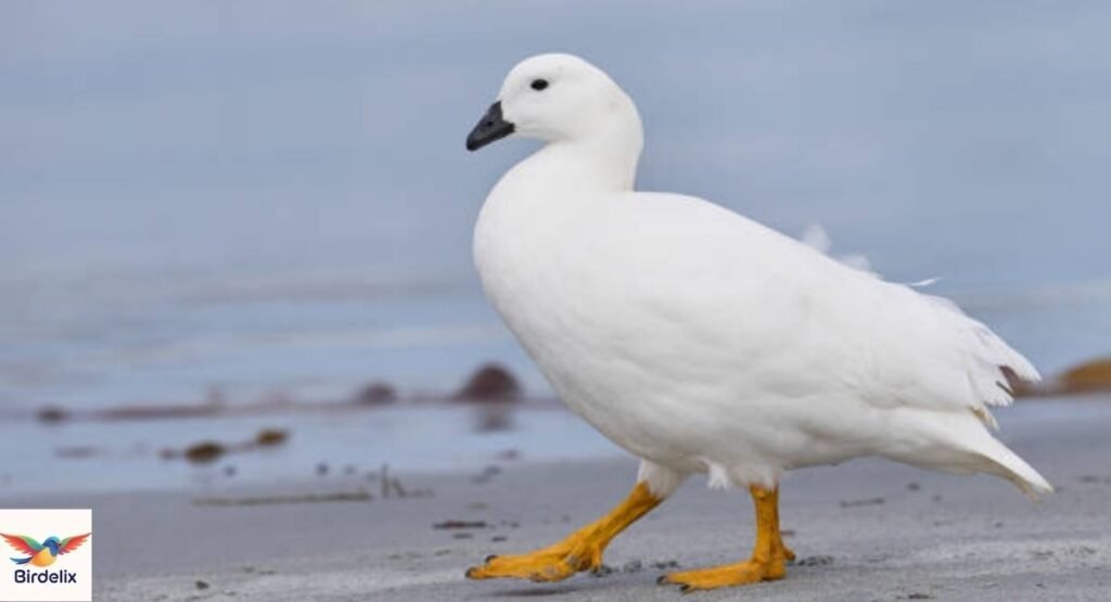 Kelp Goose