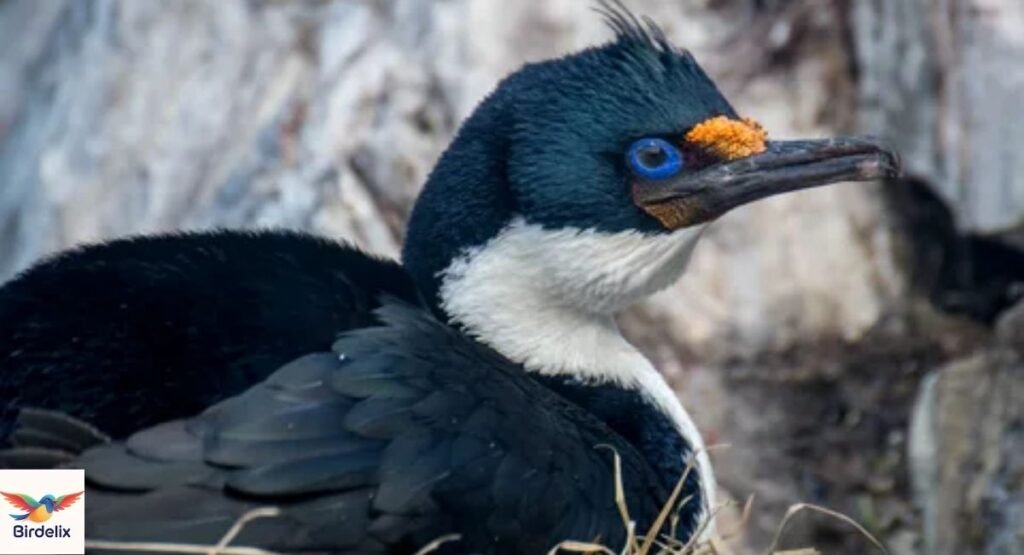 Kerguelen Shag