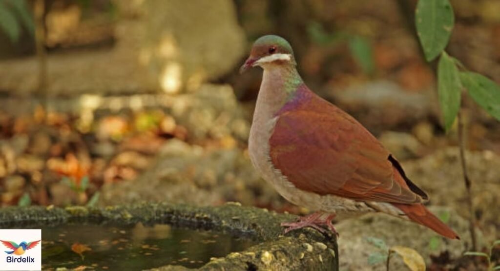 Key West Quail-Dove