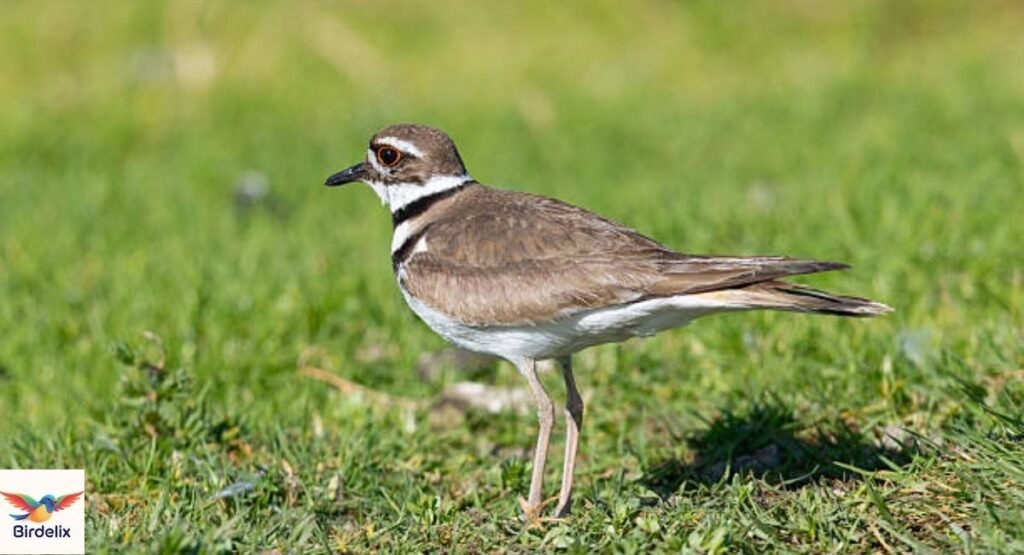 Killdeer