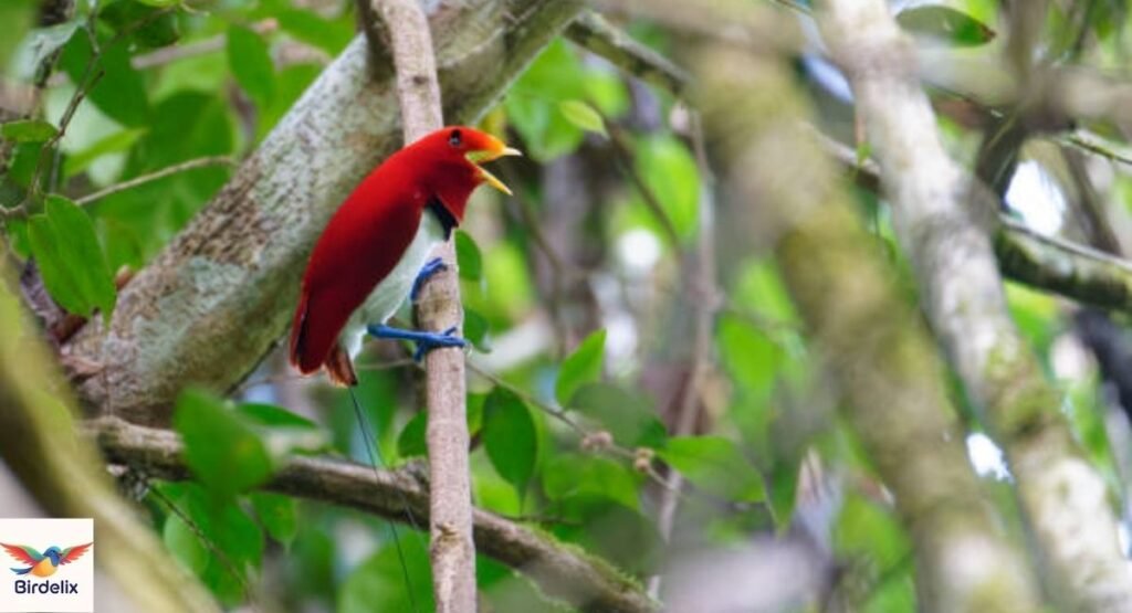 King Bird-of-paradise