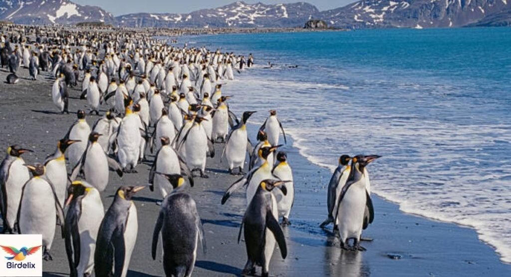 King Penguin