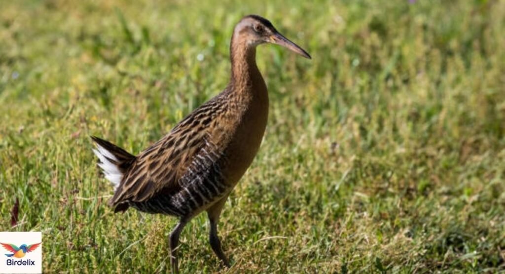 King Rail