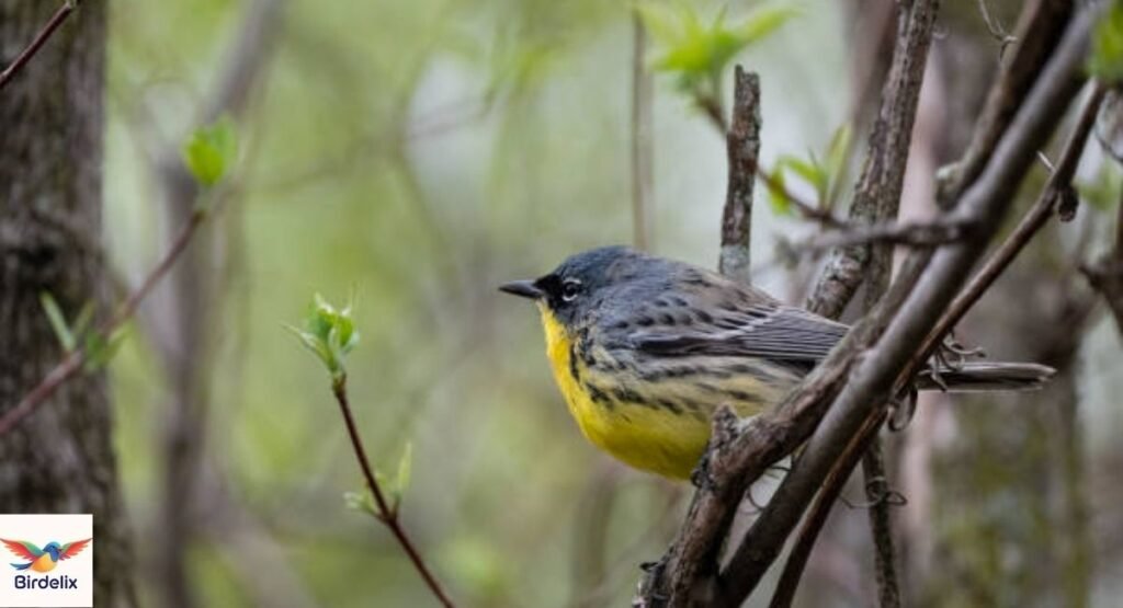 Kirtland’s Warbler