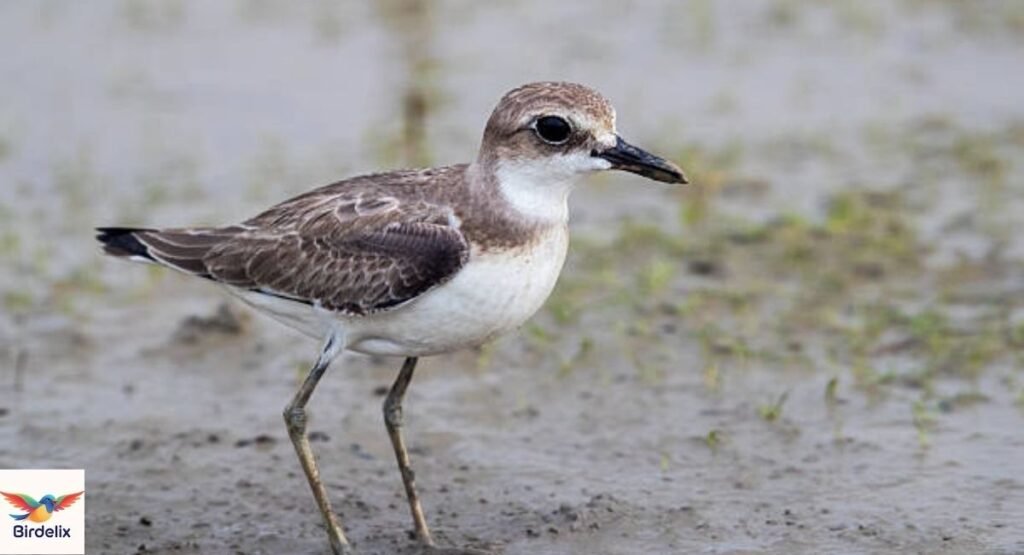 Kittlitz’s Plover
