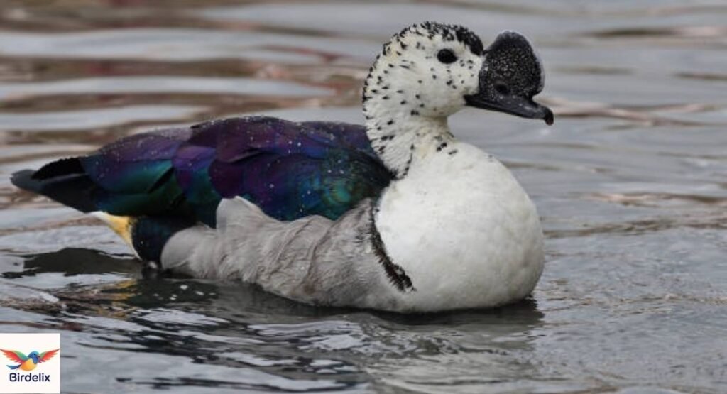 Knob-billed Duck