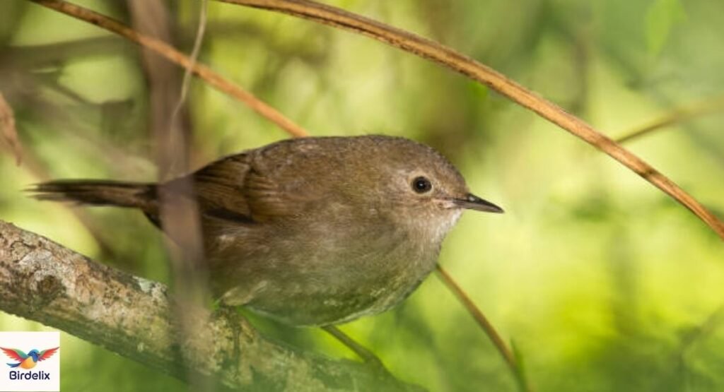 Knysna Warbler