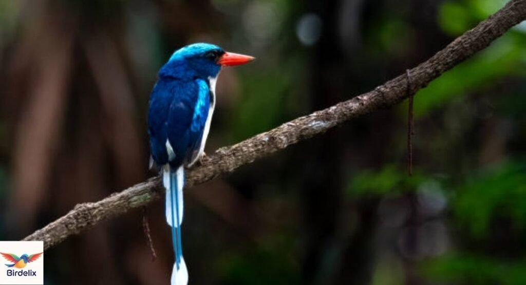 Kofiau Paradise Kingfisher