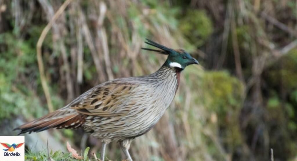 Koklass Pheasant