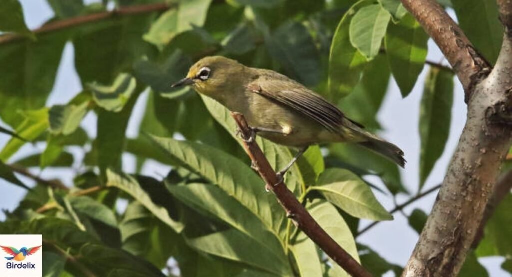 Kosrae White-eye