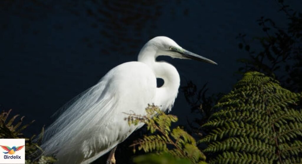 Kotuku