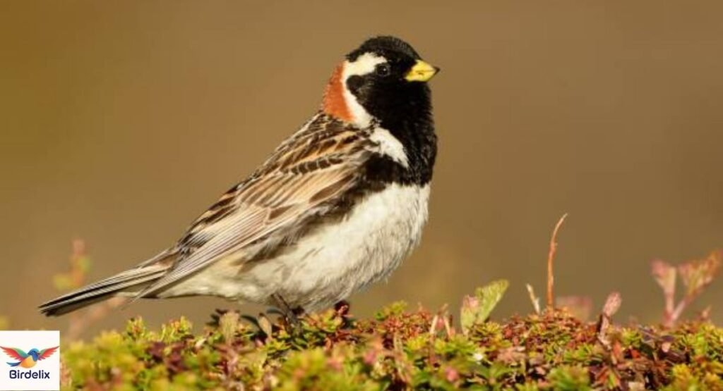 Lapland Longspur