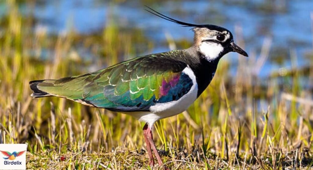 Lapwing