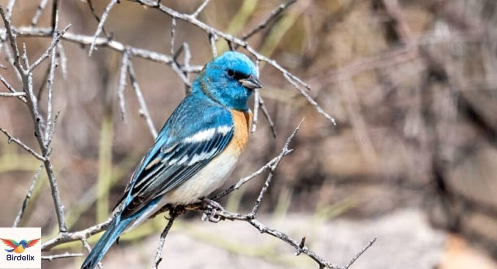  Lazuli Bunting