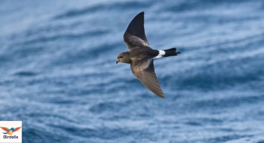Leach’s Storm-Petrel