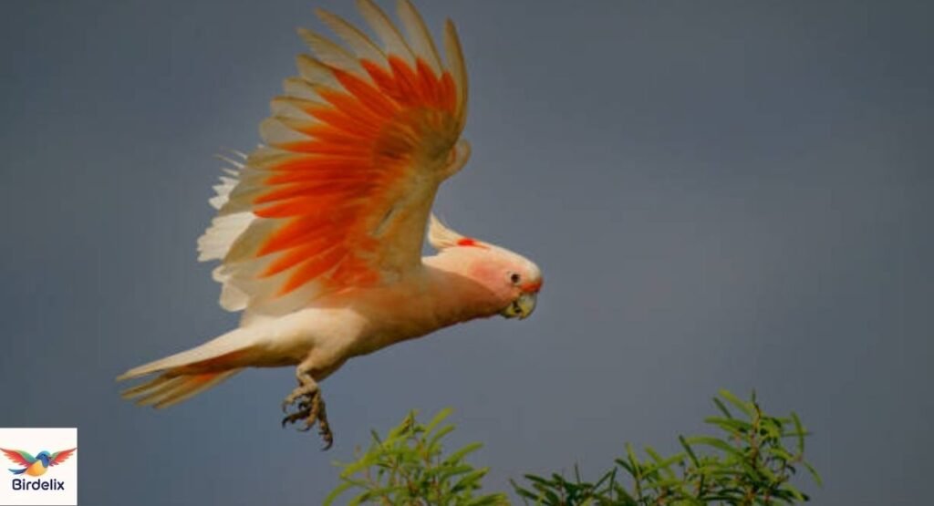 Leadbeater’s Cockatoo
