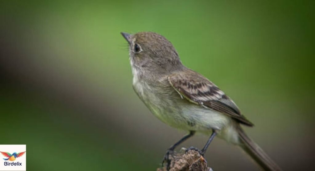 Least Flycatcher
