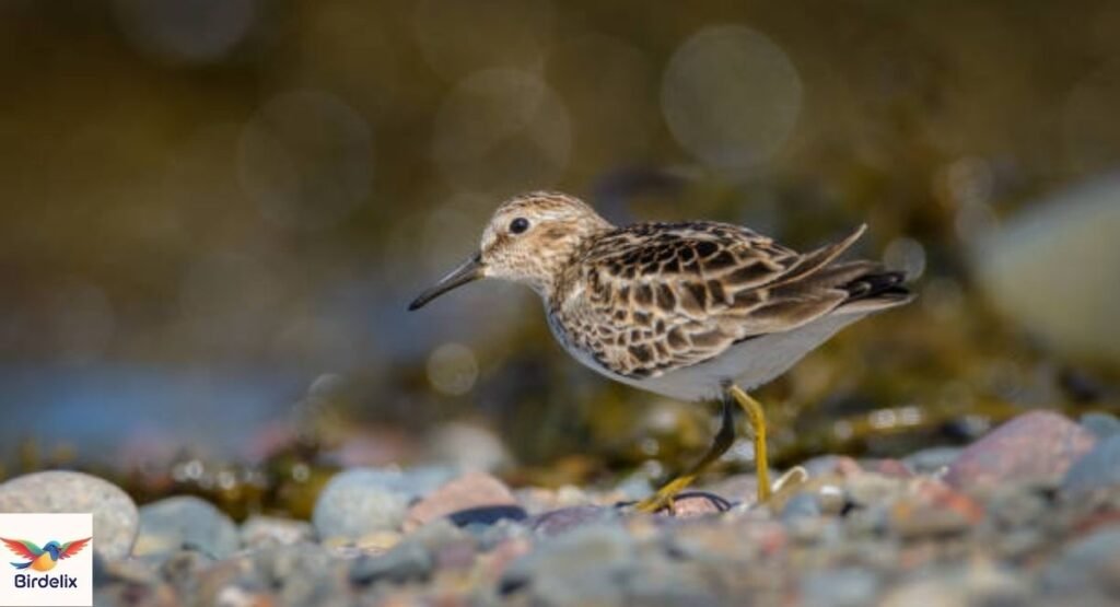 Least Sandpiper