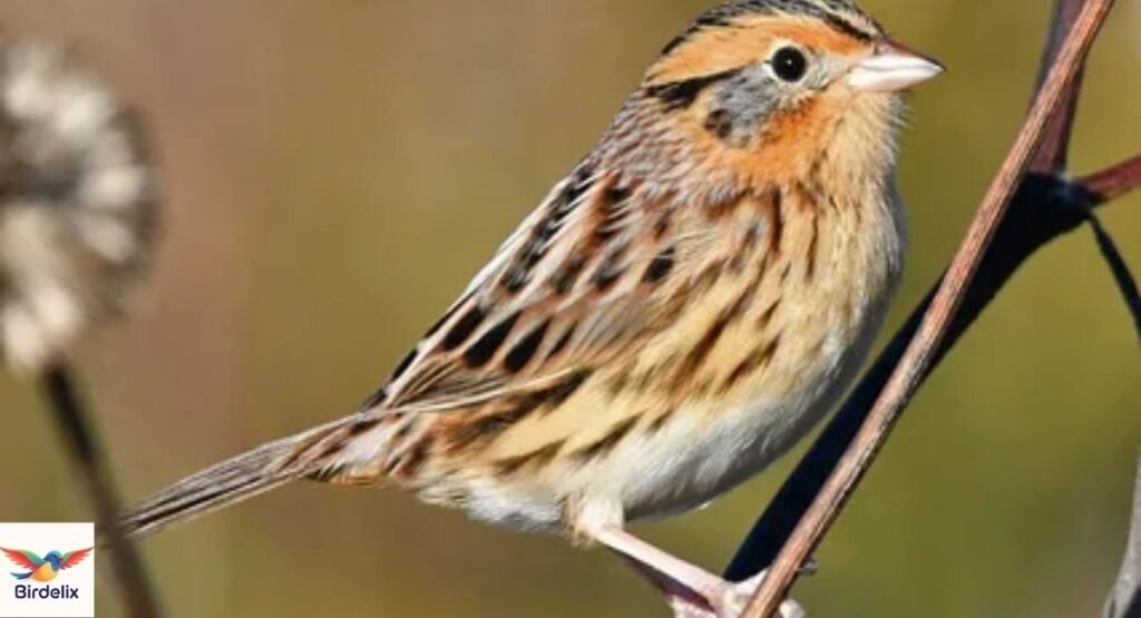 LeConte’s Sparrow