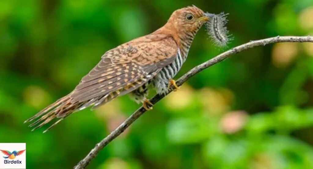 Lesser Cuckoo