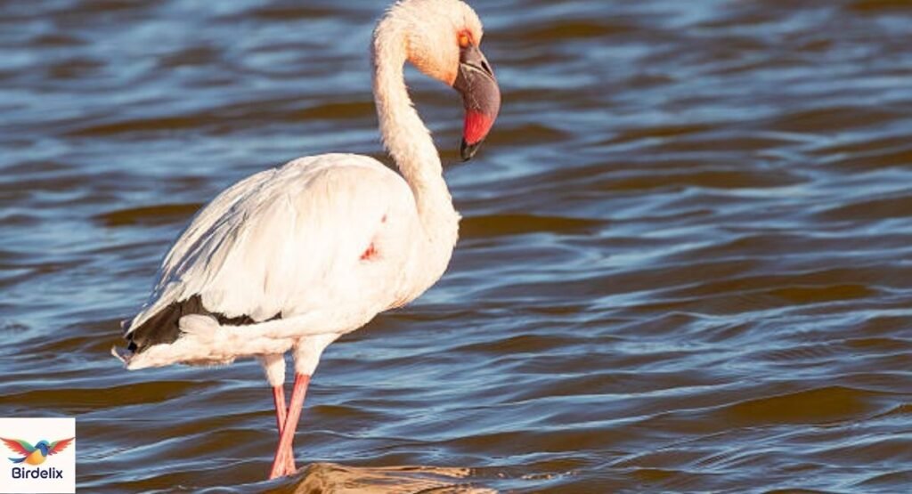 Lesser Flamingo