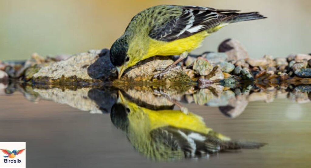 Lesser Goldfinch