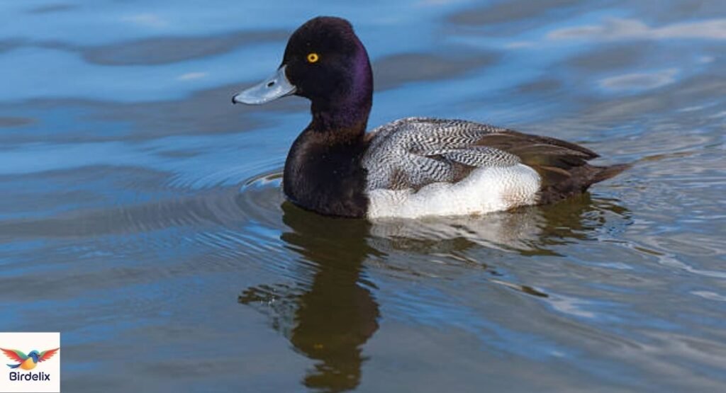  Lesser Scaup