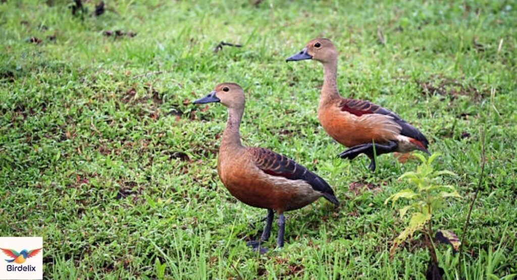 Lesser Whistling Duck