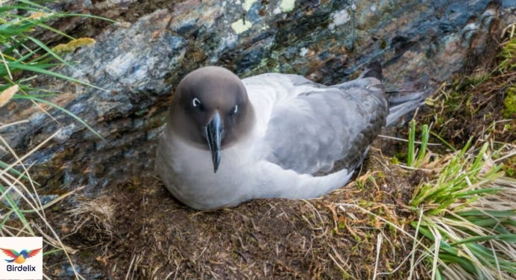 Light-mantled Albatross