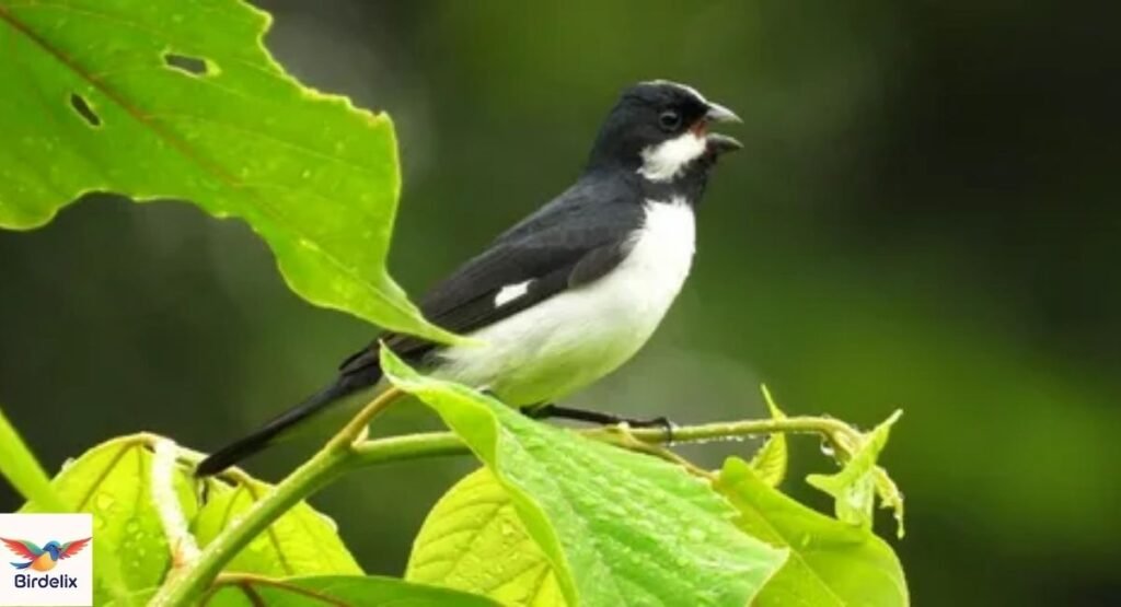 lined-seedeater