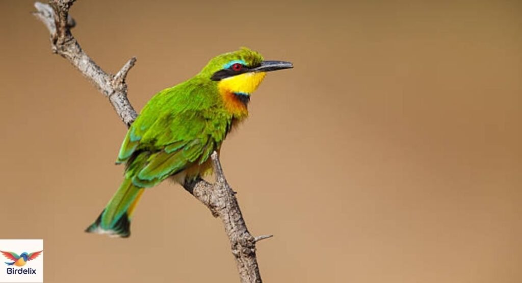 Little Bee-eater