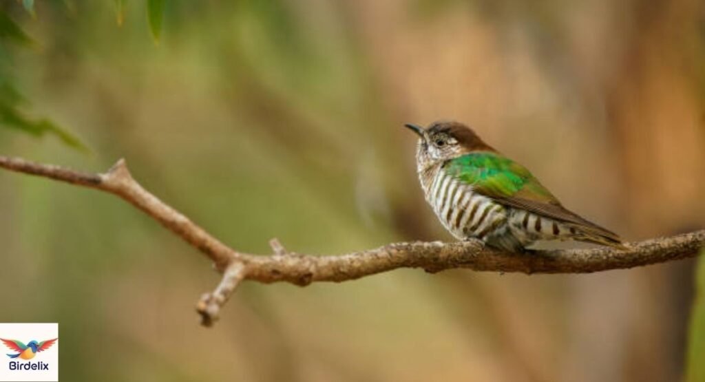 Little Bronze Cuckoo