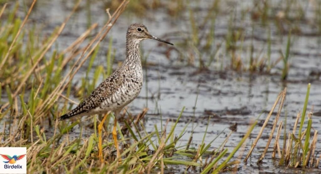 Little Curlew