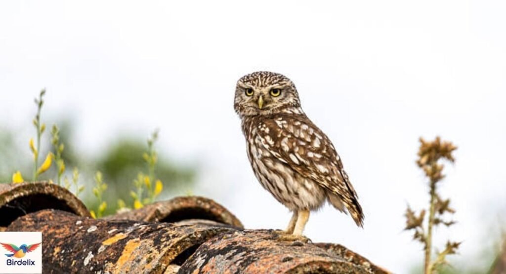 Little Owl