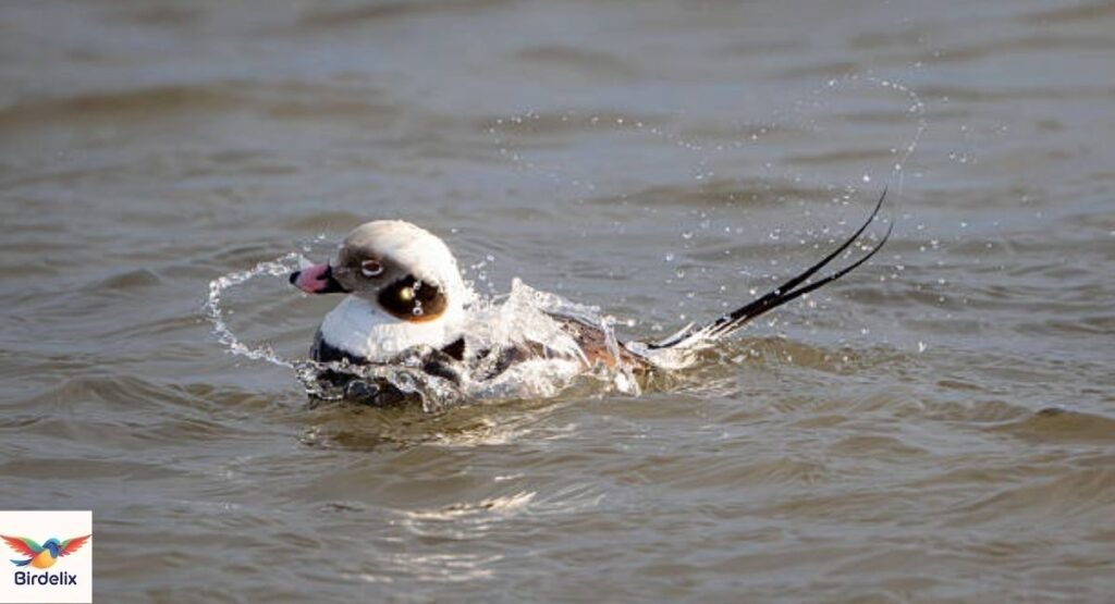 Long-tailed Duck