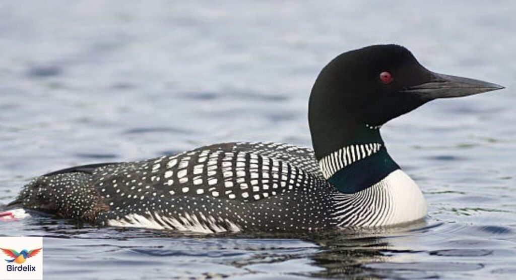 Loon