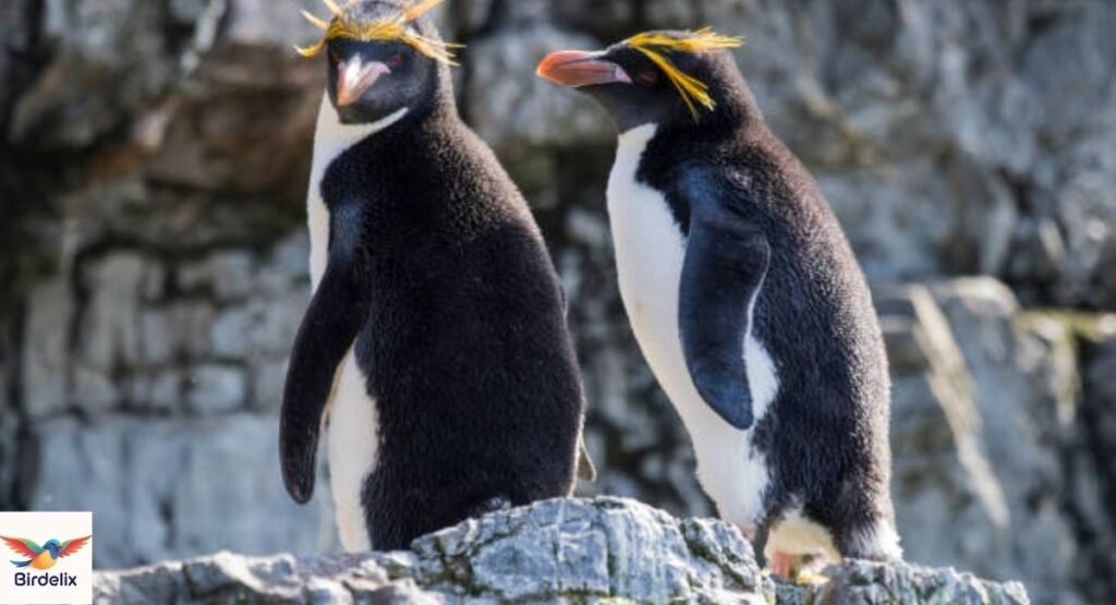 Macaroni Penguin