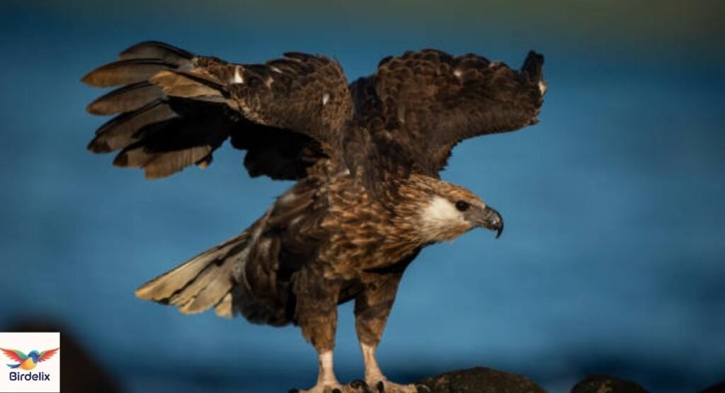 Madagascar Fish Eagle