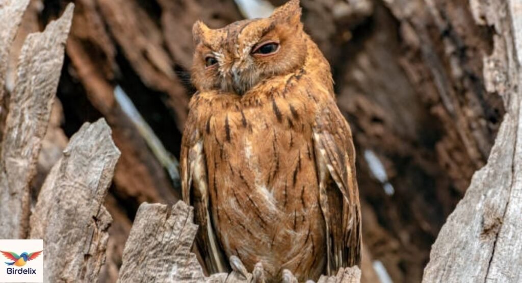 Madagascar Owl