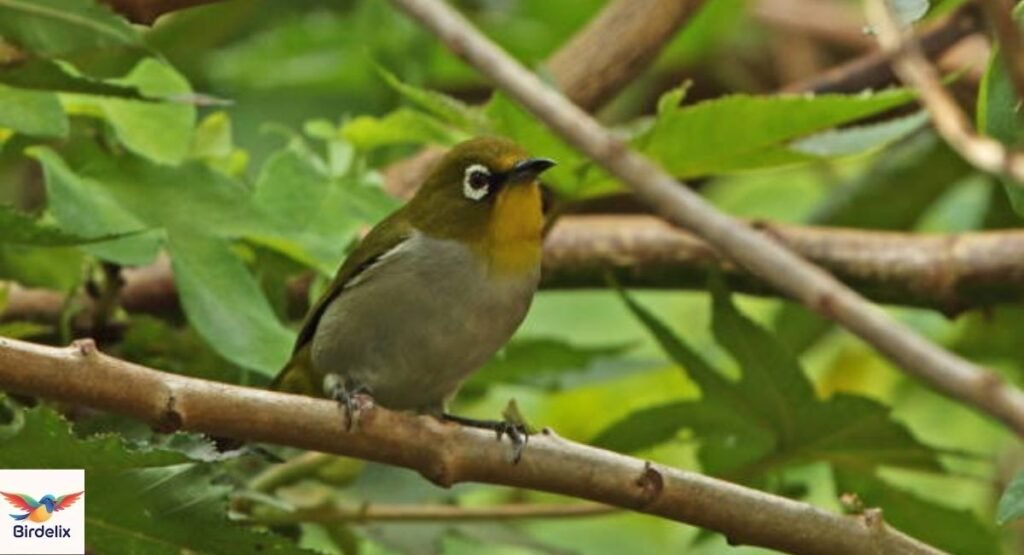 Madagascar White-eye