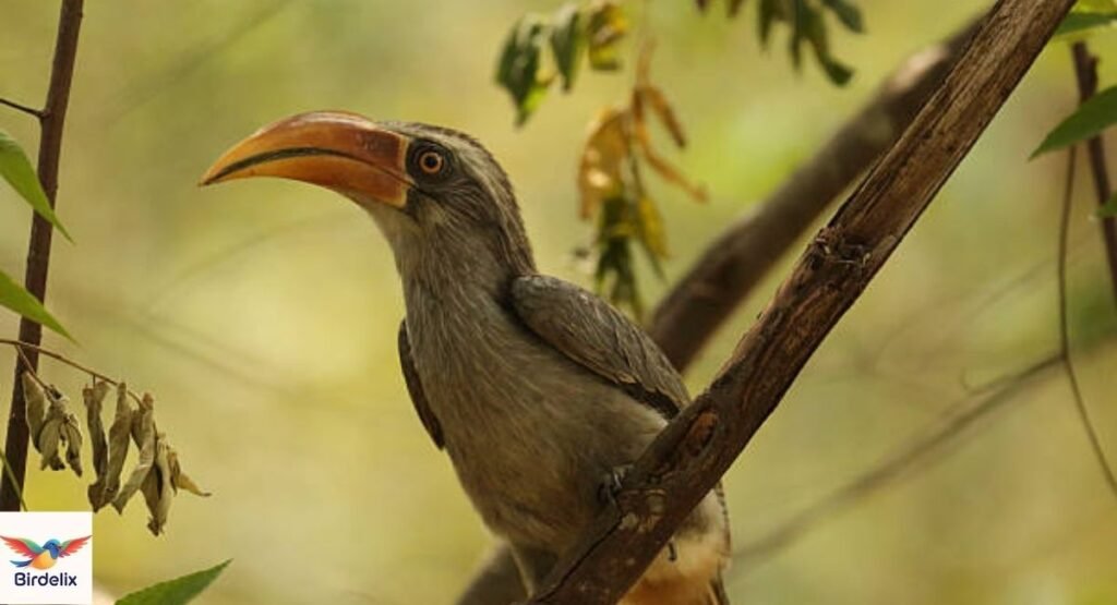 Malabar Grey Hornbill