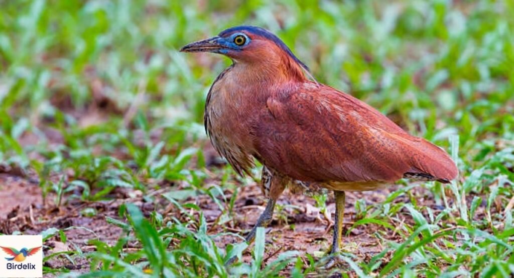 Malayan Night Heron