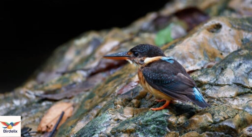 Malaysian Blue-banded Kingfisher