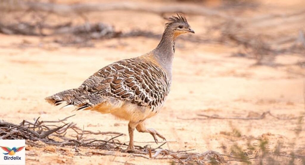 Malleefowl