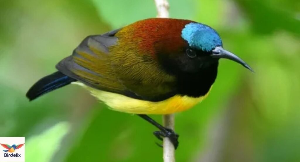Maroon-naped Sunbird