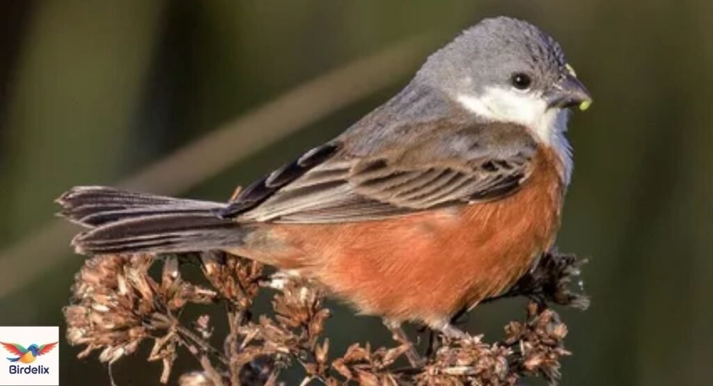 Marsh Seedeater